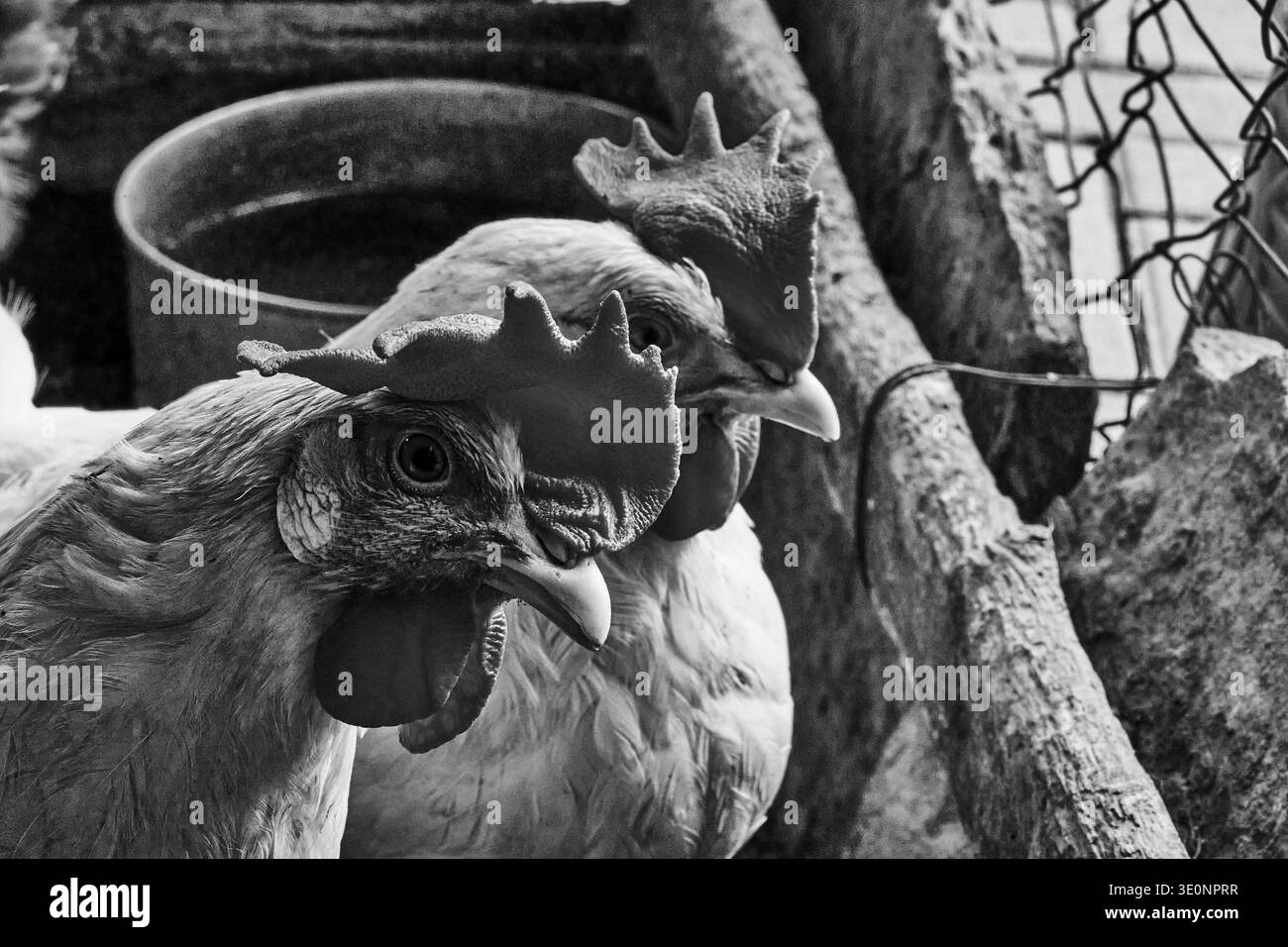 Miniblings Orecchini A Forma Di Gallina – Fatto A Mano In Argilla Polimerica, Placcato Argento, 17 Mm, Regalo Pasquale
