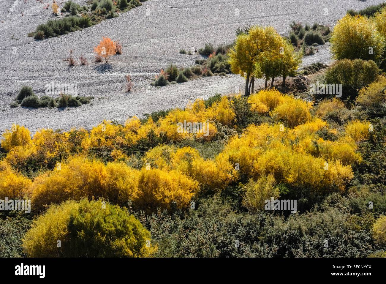 Il fogliame autunnale giallo brillante e gli arbusti sparsi contrastano con la ghiaia grigia di un letto di fiume asciutto sotto Ensa Gompa nella Valle Nubra. Foto Stock