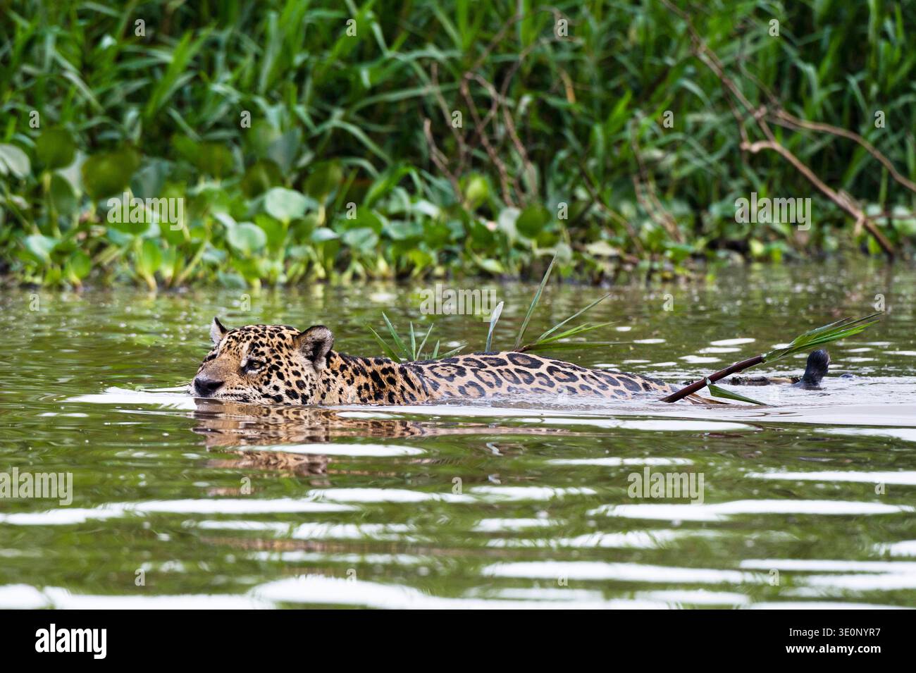 giaguaro (Panthera onca), nuota nel fiume Cuiaba, Brasile, Mato grosso, Pantanal Foto Stock