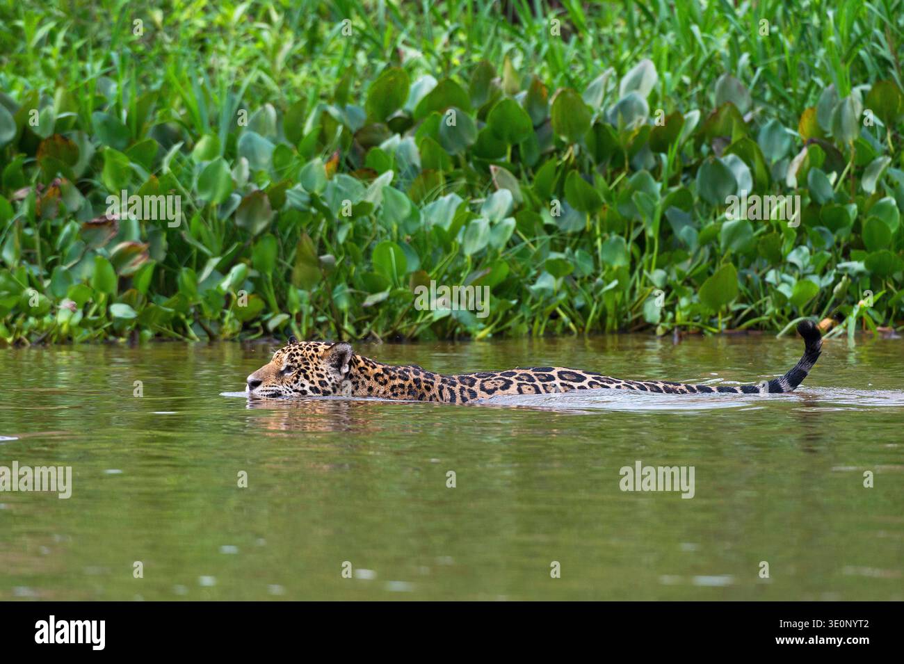 giaguaro (Panthera onca), nuota nel fiume Cuiaba, Brasile, Mato grosso, Pantanal Foto Stock