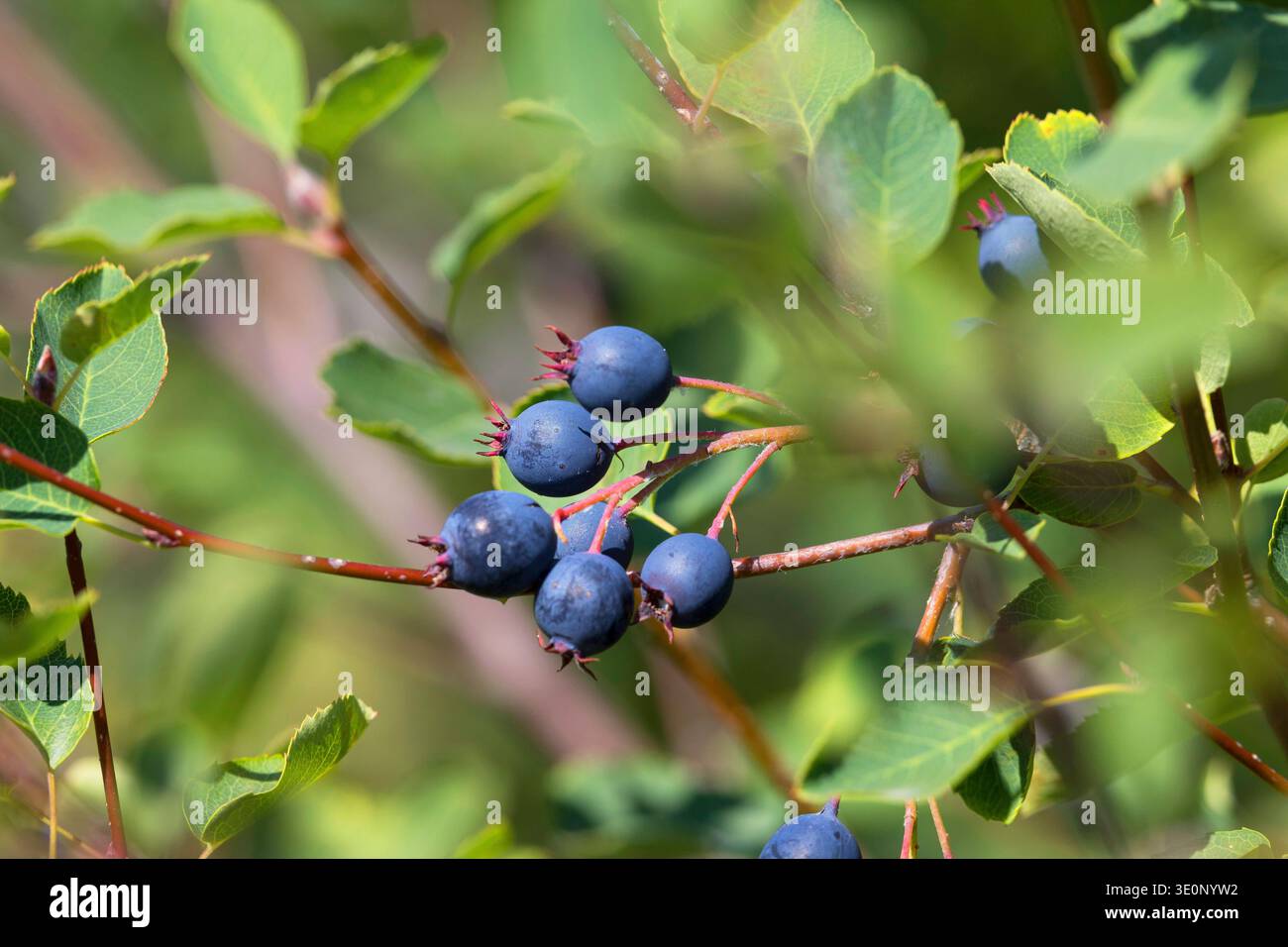 Mespilus innevato, arbusto, arbusto, arbusto, mirtillo, sarvisberry, pera selvatica, gelso, saskatoon, sugarplum, prugna selvatica, pera chuckley (Amelanc Foto Stock