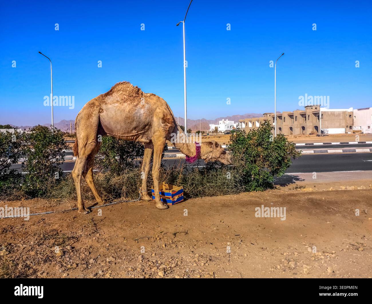 Un cammello mangia le foglie dai cespugli sul lato della strada a Sharm El Sheikh (Egitto). Dromedario sullo sfondo di un paesaggio urbano desertico in Africa - Immagine stock catturata con smartphone