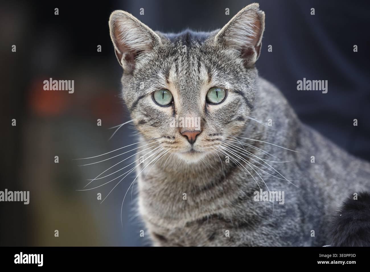 primo piano ritratto di un gatto Foto Stock