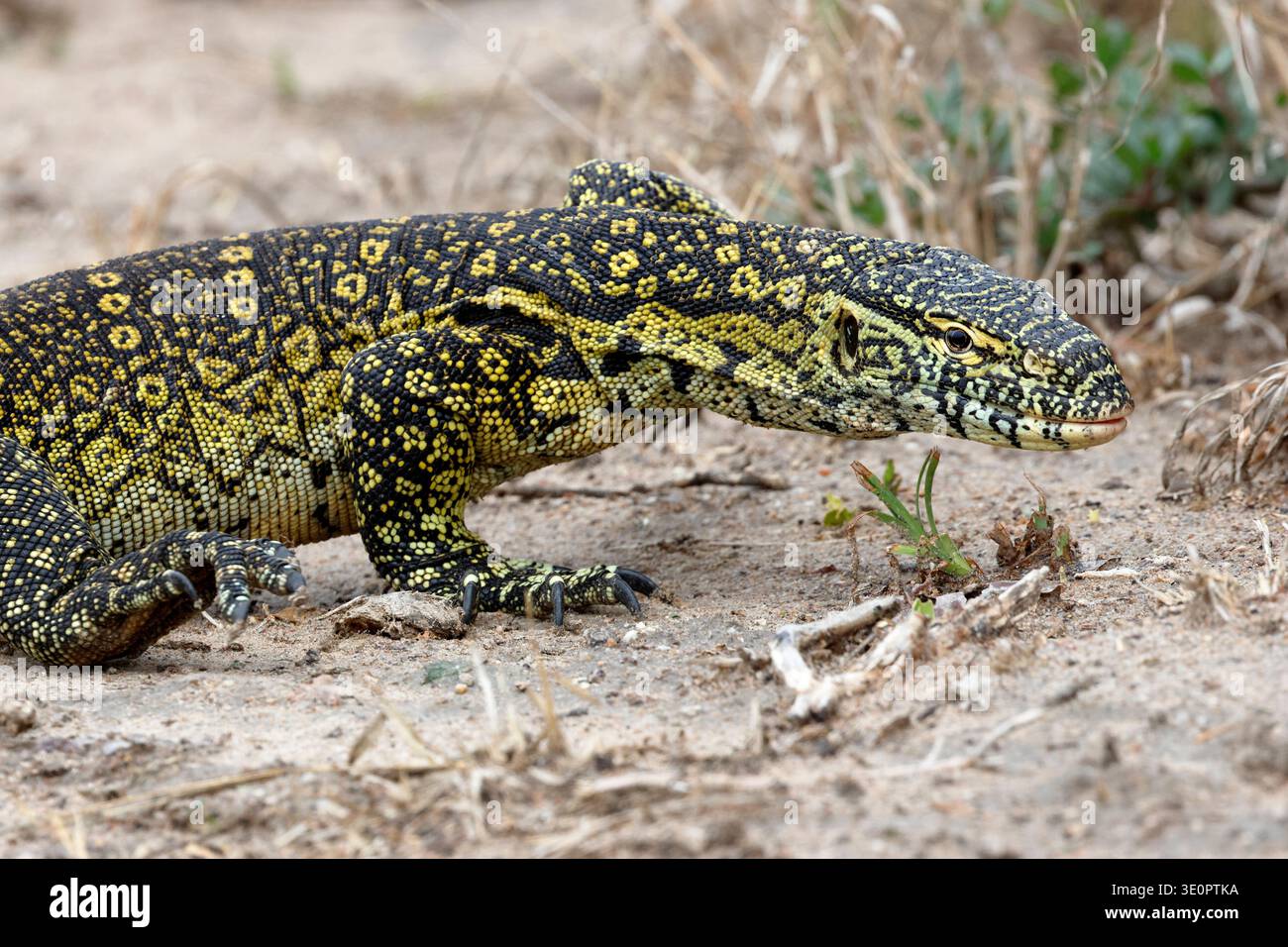 Monitor del Nilo, Varanus niloticus, Canale di Kazinga, Katunguru, Uganda. Foto Stock