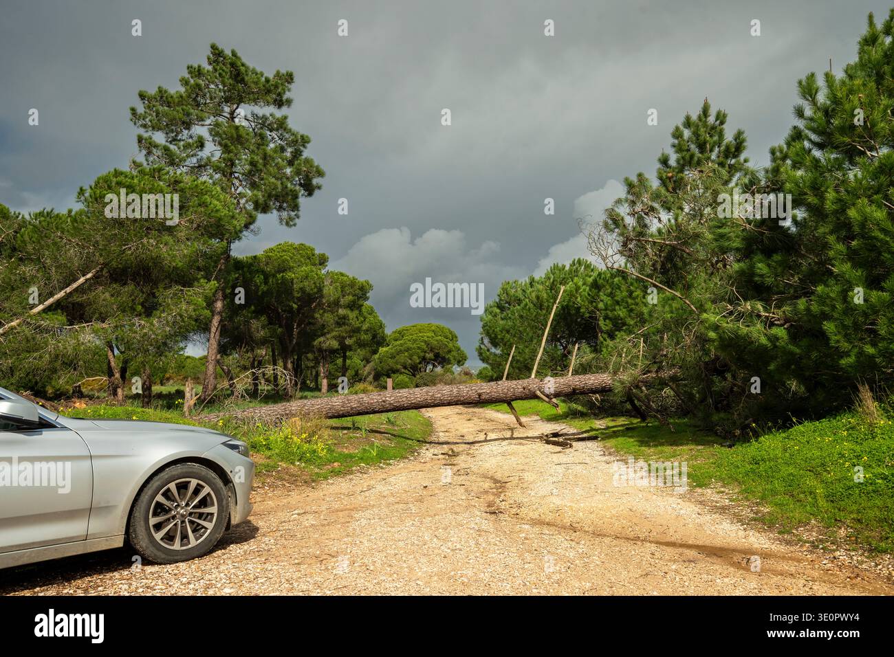 L'auto non è in grado di passare su una strada di ghiaia rurale bloccata da un grande pino caduto dopo una grave tempesta di vento invernale in Portogallo. Scena che mostra danni causati dalla tempesta Foto Stock