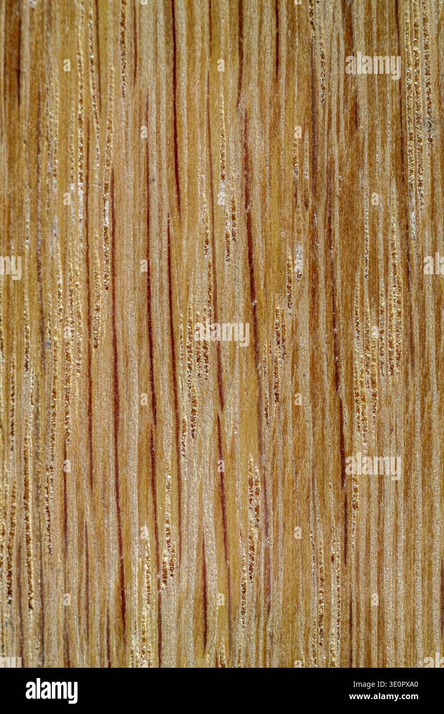Foto macro di ravvicinata estrema di una superficie in legno duro di quercia naturale non trattata che mostra una trama dettagliata del legno. Liscio, non levigato e non finito Foto Stock