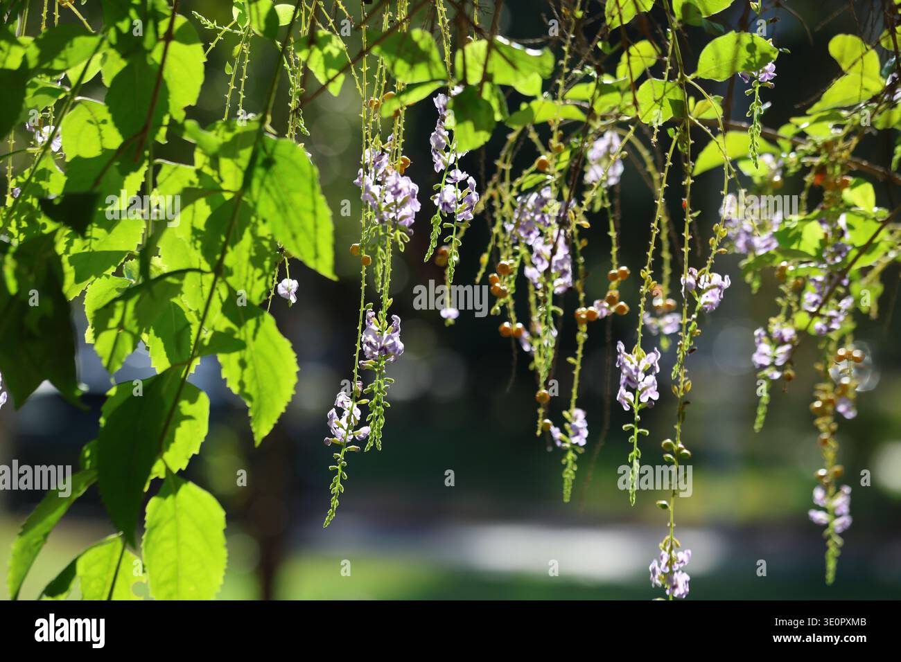 Duranta erecta è una specie di arbusto fiorito della famiglia Verbenaceae Foto Stock