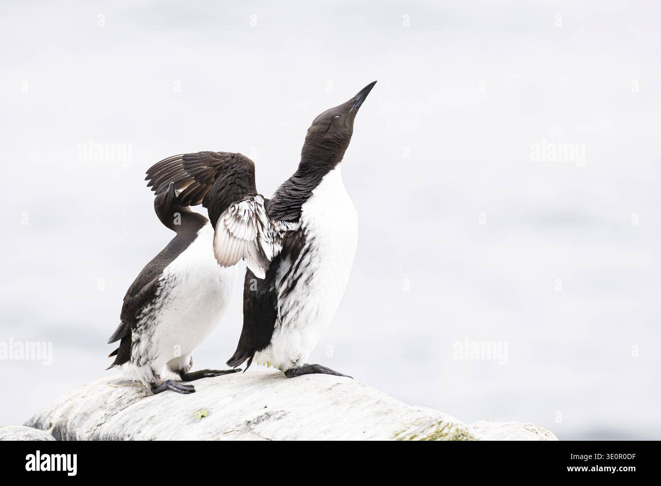 Guillemot (Uria aalge), uccello batte le ali sulla testa del suo partner riproduttore, Hornoya Island, Vardo, Varanger, Finnmark, Norvegia Foto Stock