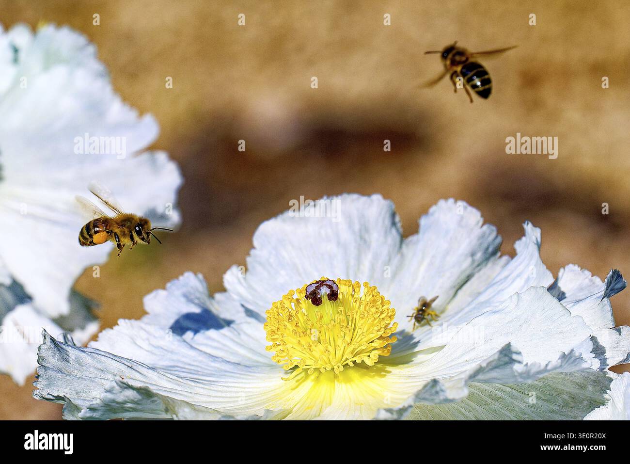 Api che volano intorno a un fiore giallo che trasporta polline, api mellifere (Apis mellifera), bassa Franconia, Baviera, Germania Foto Stock