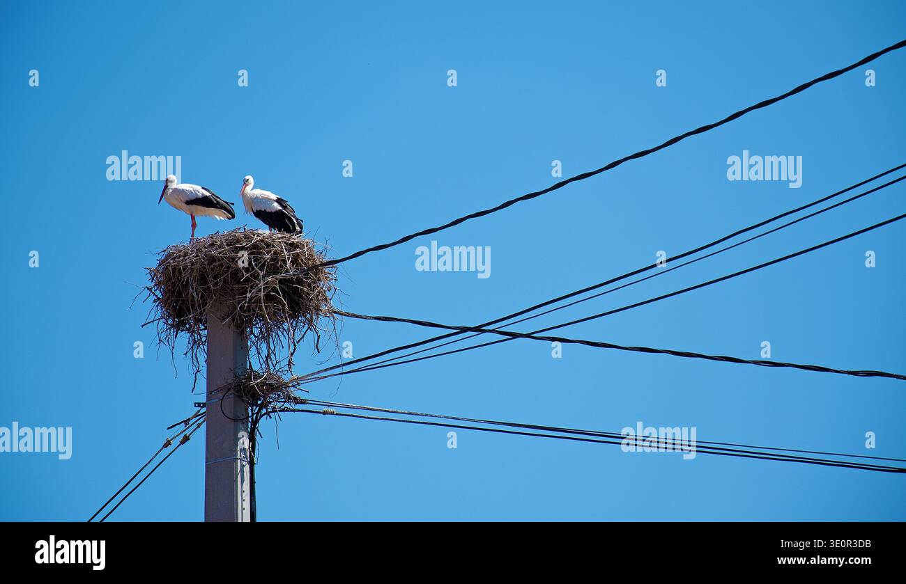 Una coppia di cicogne nel loro nido su un polo di alimentazione ad alta tensione con molte linee di alimentazione contro un cielo blu. Panorama Foto Stock