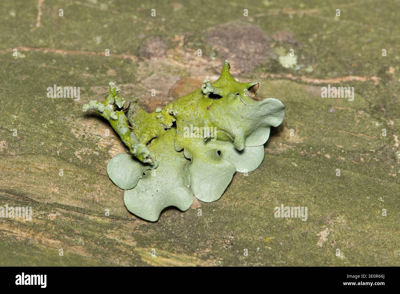 Comune Greenshield Lichen Flavoparmelia caperata che cresce su organismi compositi Crepe Myrtle Tree. Foto Stock