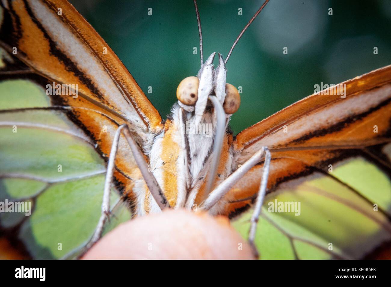 Vista macro estrema di una farfalla in vetro Greta oto appollaiata su un dito umano, rivelando texture intricate e delicate ali trasparenti. Foto Stock
