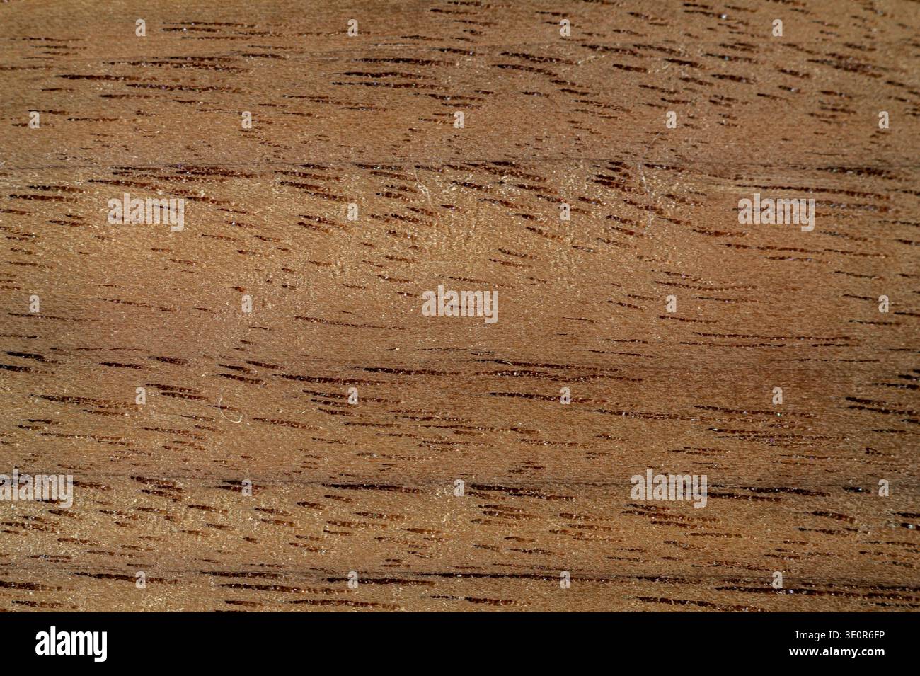 Primo piano della tavola in legno duro di noce nero naturale che mostra un ricco motivo a grana scura. Superficie in legno piallato grezzo, non levigato e non trattato, legno ideale Foto Stock