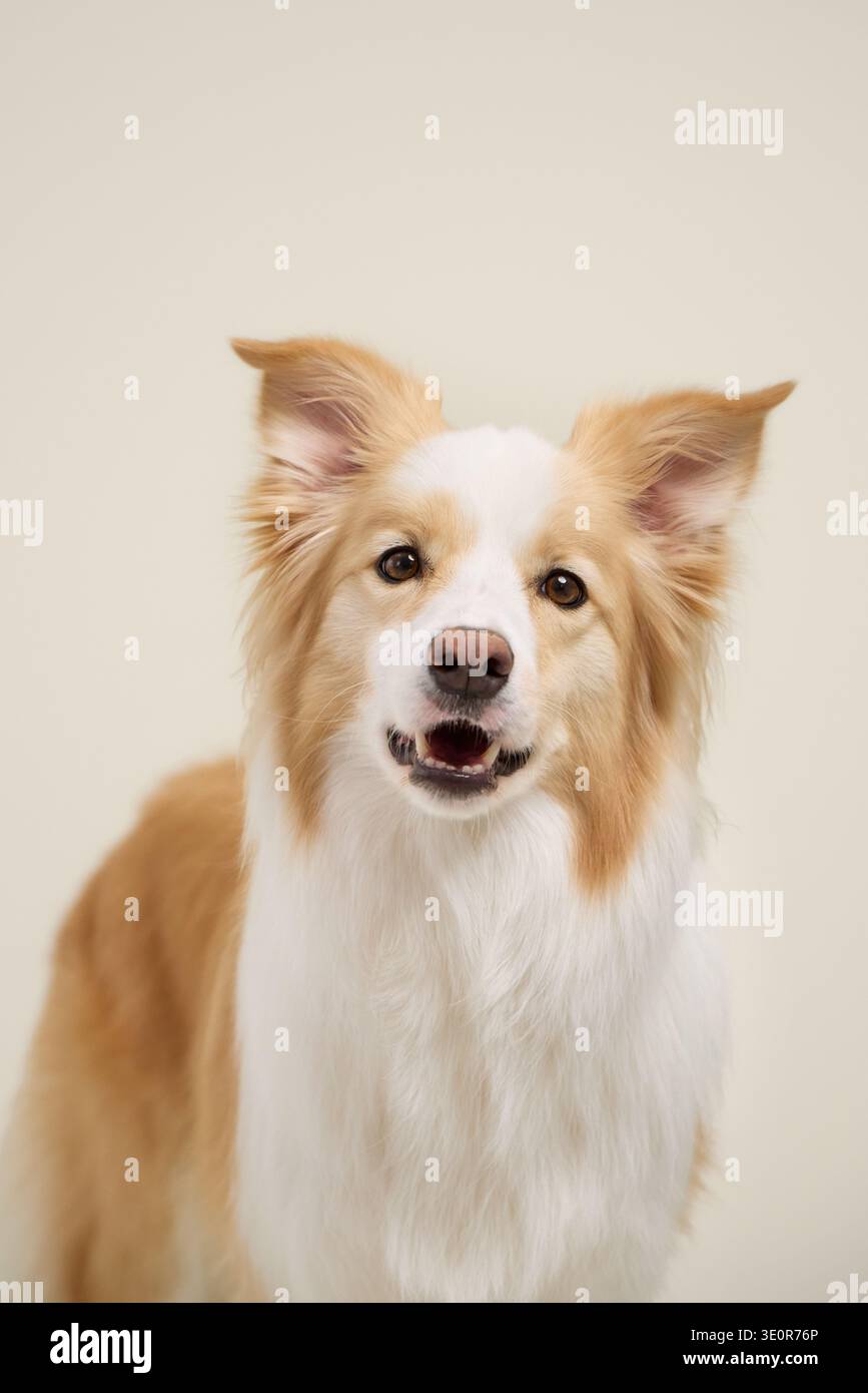 Border Collie con un'espressione delicata e orecchie rialzate. Cane centrato su sfondo crema. Foto Stock