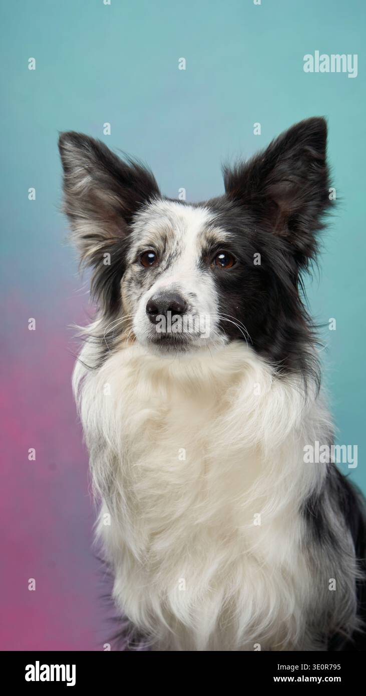 Un Border Collie si trova ancora di fronte al delicato sfondo blu-rosa sfumato con un look attento. Foto Stock