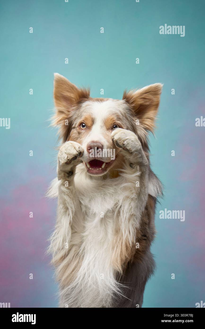 Border Collie mostra i denti con un ampio sorriso mentre si guarda la fotocamera, con uno sfondo pastello che migliora il tono gioioso. Foto Stock