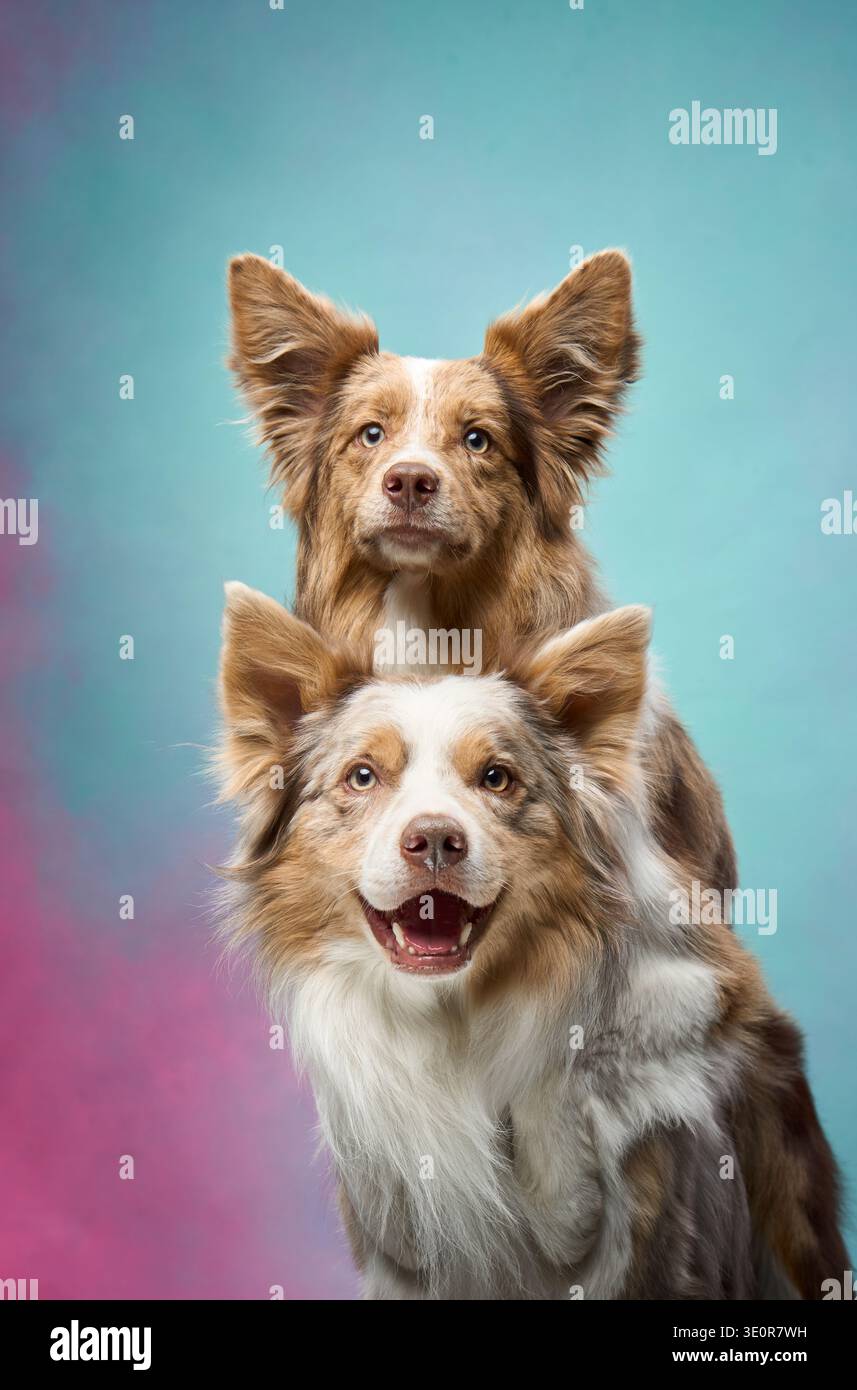 Due Border Collies si trovano fianco a fianco, sorridenti con orecchie adagiate davanti a uno sfondo pastello studio. La loro energia gioiosa è condivisa. Foto Stock