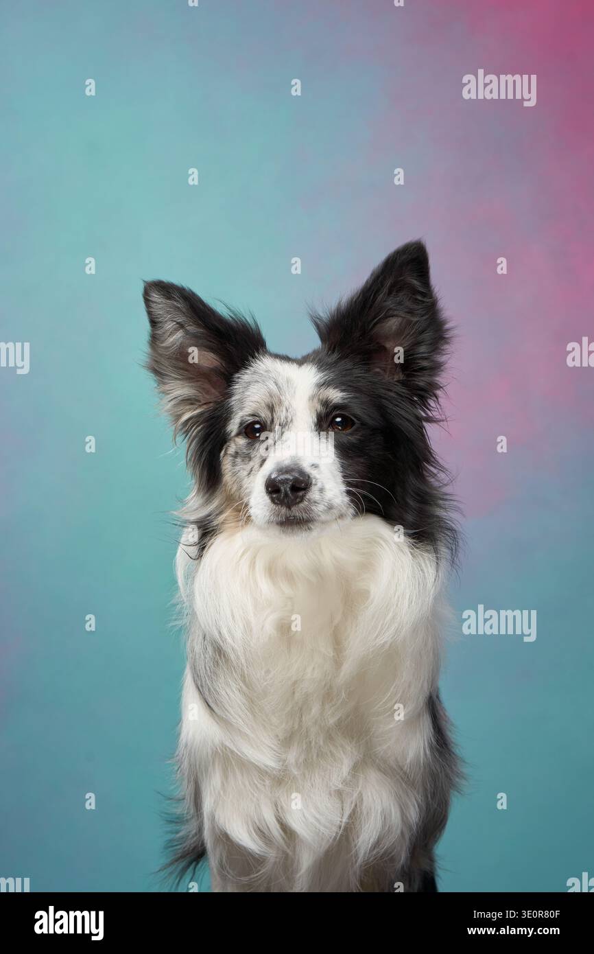 Border Collie è rivolto in avanti con orecchie e occhi concentrati, posizionato di fronte a uno sfondo a gradiente pastello. Foto Stock