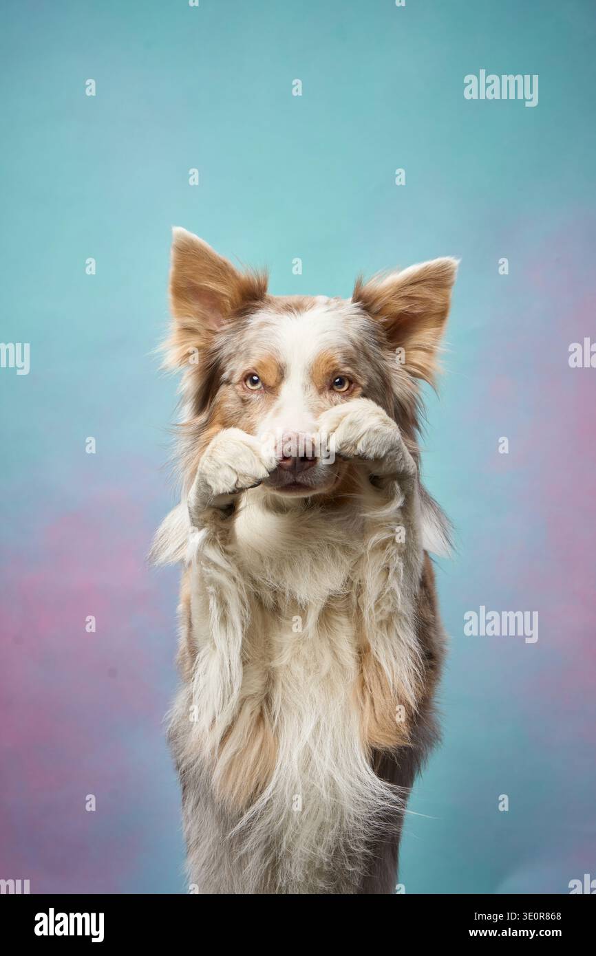 Border Collie emette un grande sorriso con gli occhi quasi chiusi davanti a uno sfondo sfumato. La scena è rilassata e accattivante. Foto Stock