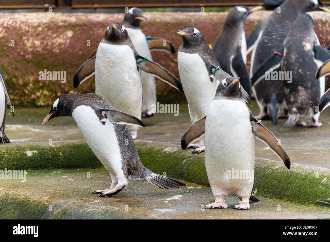 Pinguini Gentoo allo Zoo di Edimburgo, in Scozia, con bande di identificazione colorate sulle loro pinne Foto Stock