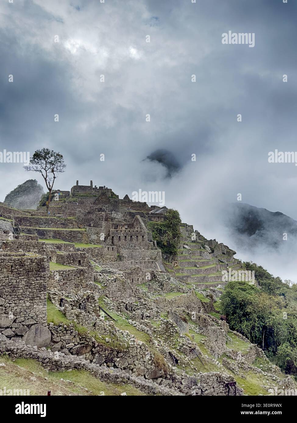 Un singolo albero si trova vicino alla cima di una delle colline di Macchu Picchu in Perù con solo accenni di montagne alle spalle. Foto Stock