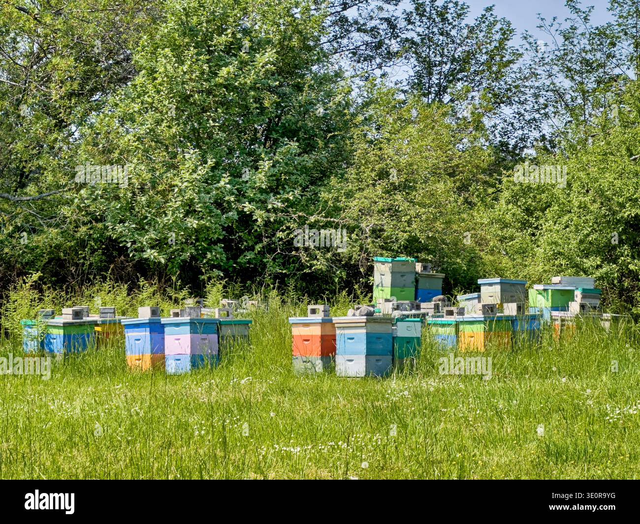 Un grande gruppo di alveari di miele viene utilizzato come impollinatori per una vicina fattoria di lavanda sull'isola di San Juan. Foto Stock