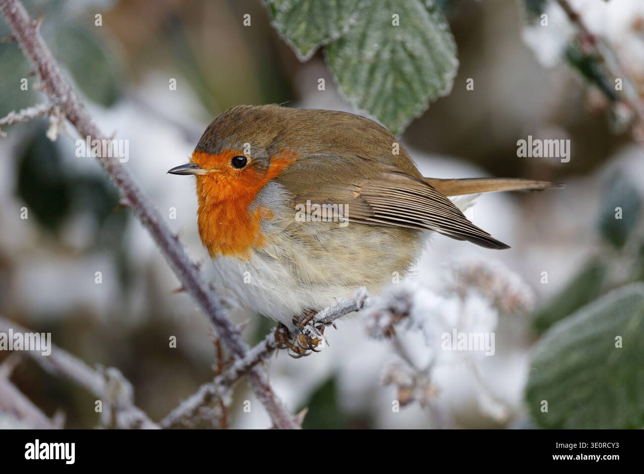 Unione Robin, Erithacus rubecula, un giardino comune di uccelli nel Regno Unito, è nostro uccello nazionale e probabilmente tutti uccello preferito troppo. Foto Stock
