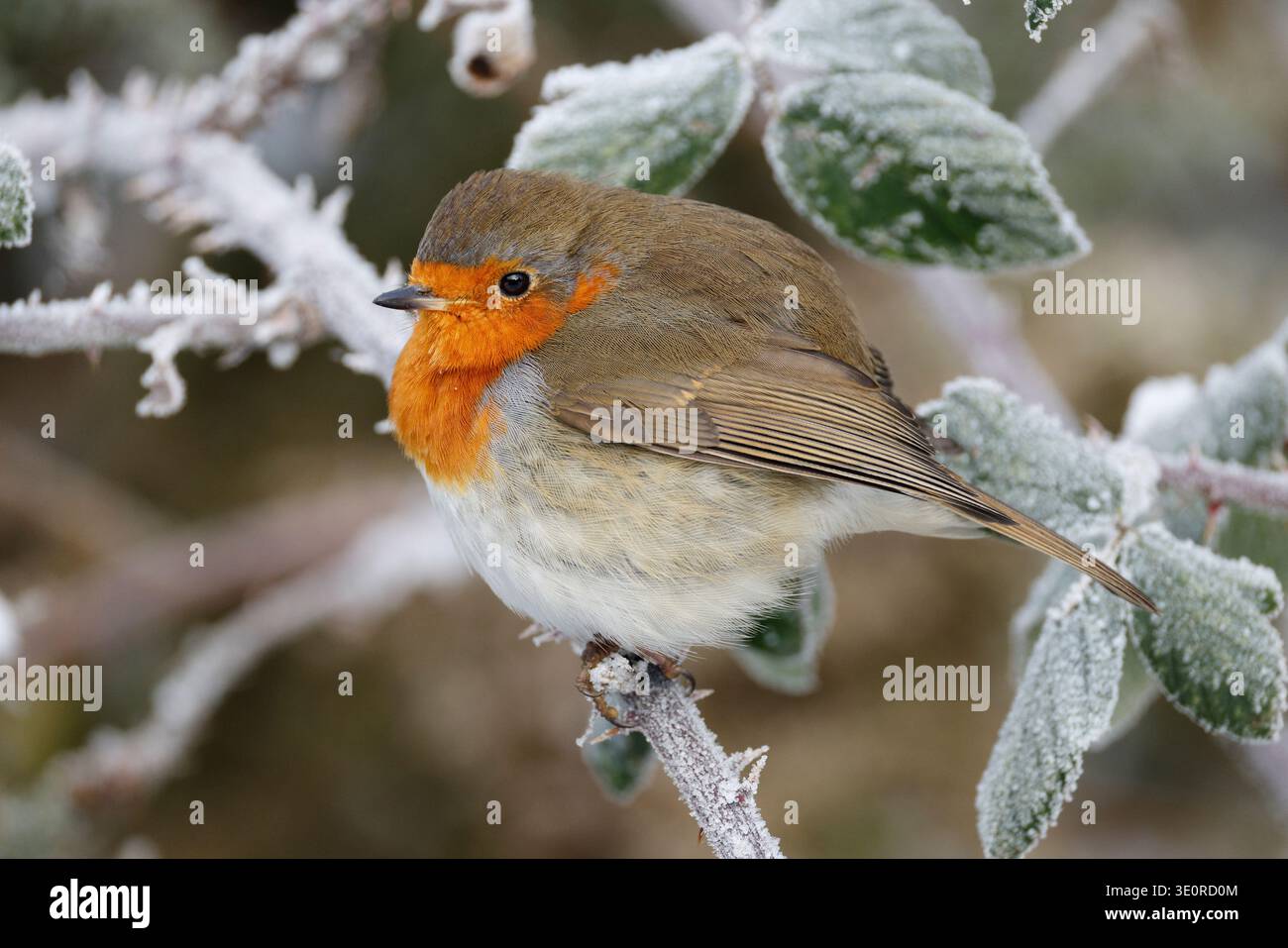 Unione Robin, Erithacus rubecula, un giardino comune di uccelli nel Regno Unito, è nostro uccello nazionale e probabilmente tutti uccello preferito troppo. Foto Stock