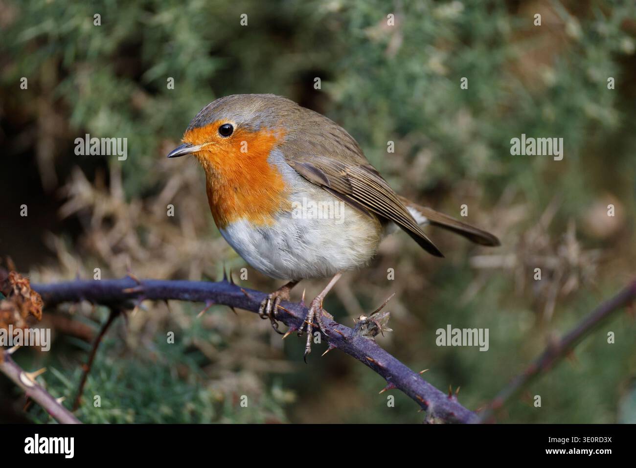 Unione Robin, Erithacus rubecula, un giardino comune di uccelli nel Regno Unito, è nostro uccello nazionale e probabilmente tutti uccello preferito troppo. Foto Stock