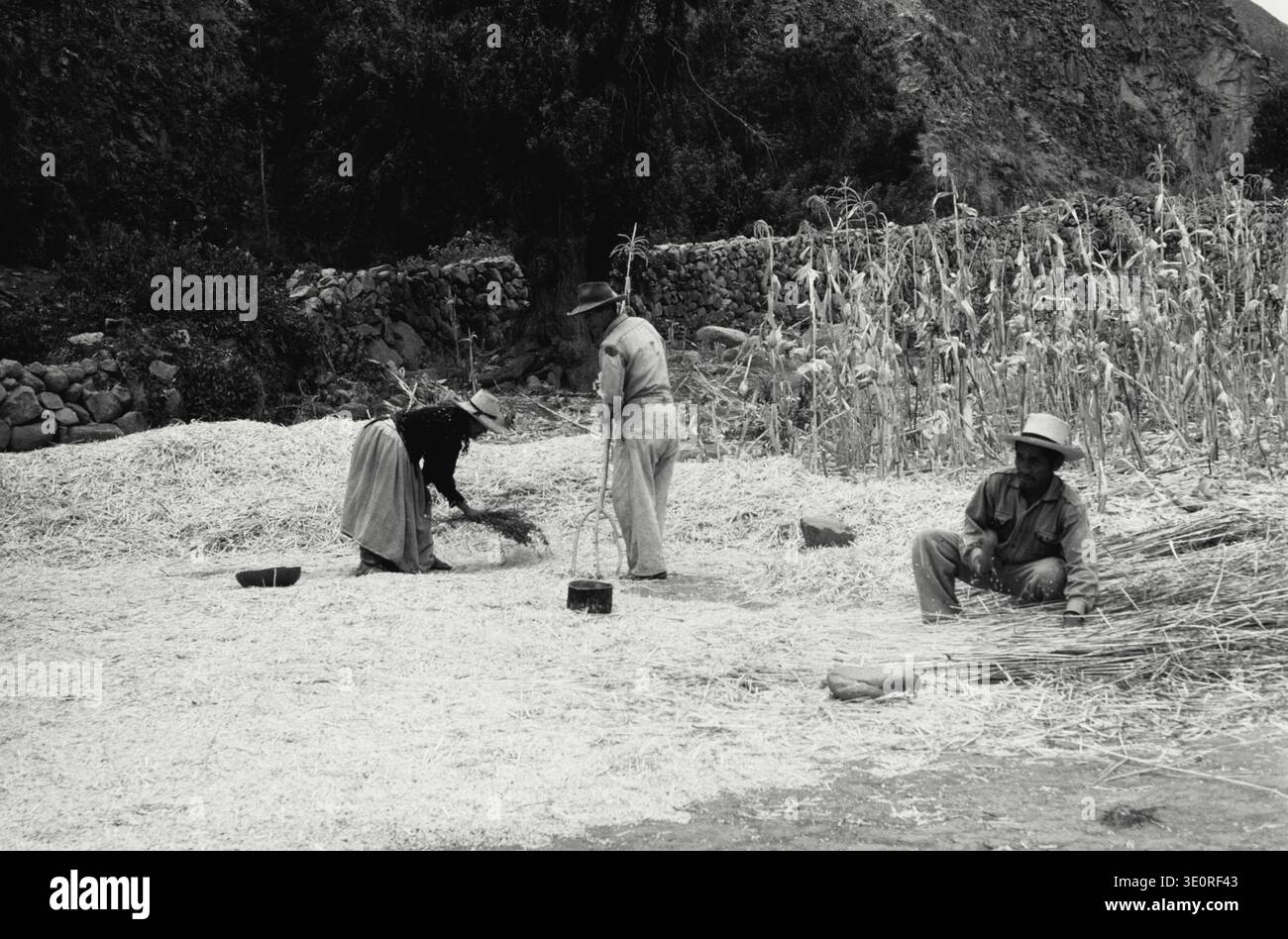 Fotografia d'epoca. Metodo primitivo di trebbiatura del grano ancora in uso dai nativi del Perù Foto Stock