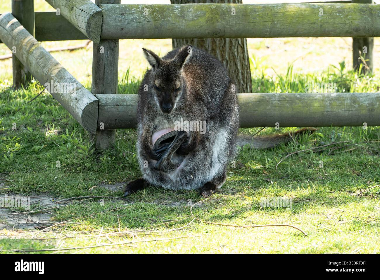 Un wallaby con una joey visibile nella sua custodia si trova accanto a una recinzione di legno in un parco naturale del Kent Foto Stock