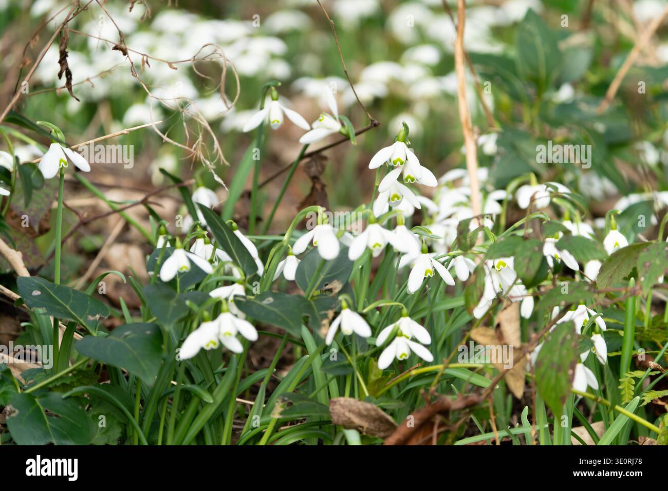 A febbraio, in un giardino boschivo, fioriscono ammassi di gocce di neve bianche in piena fioritura Foto Stock