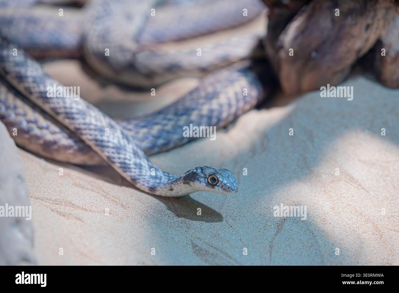 Il falso cobra (Malpolon moilensis) è un serpente posteriore proveniente dal Nord Africa e dal Medio Oriente noto per la sua esposizione difensiva del cofano. Foto Stock