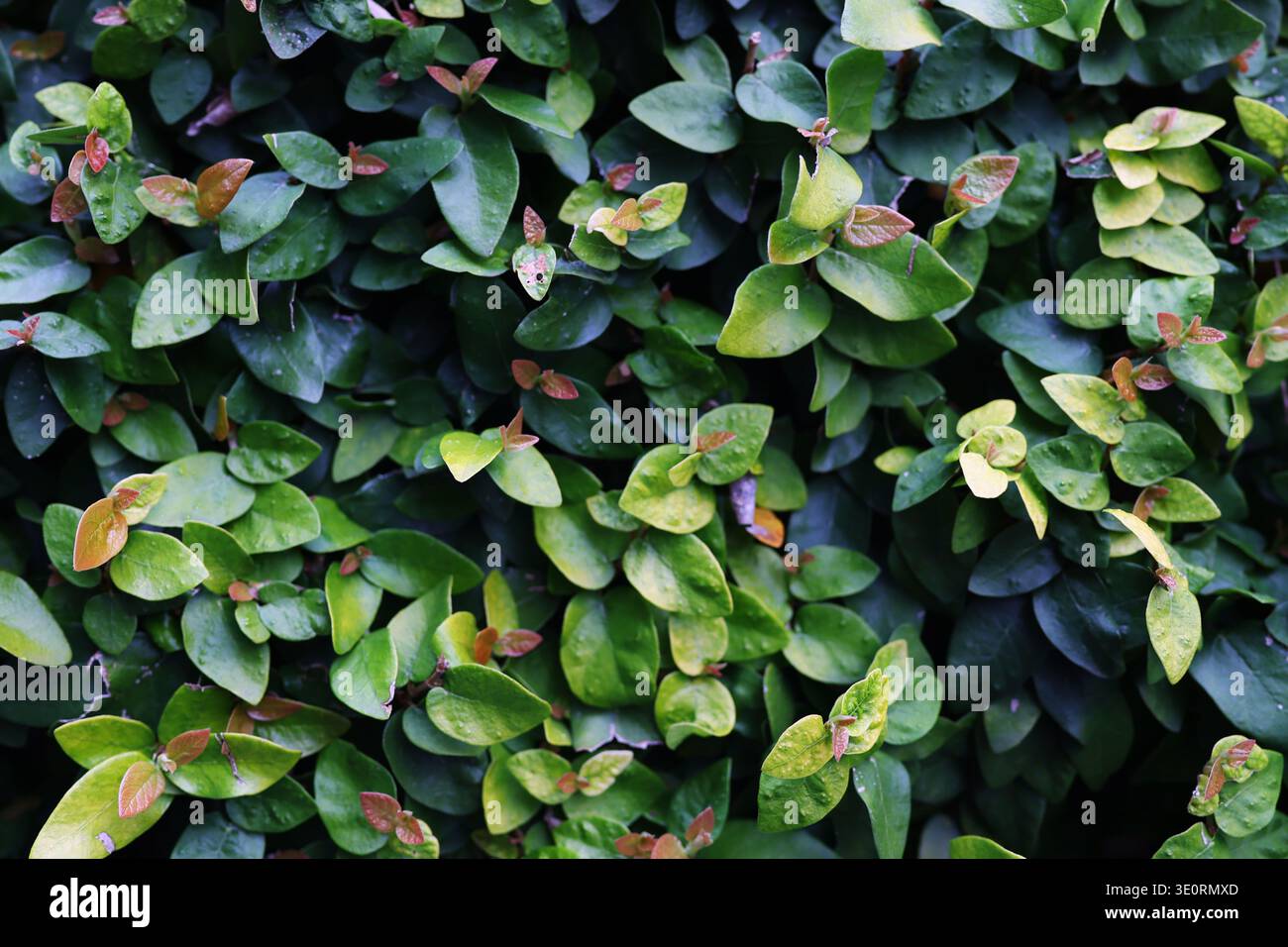 Sfondo foglie verdi con fogliame fresco e texture naturale. Vegetazione lussureggiante per la natura, l'ecologia e il design organico. Foto Stock