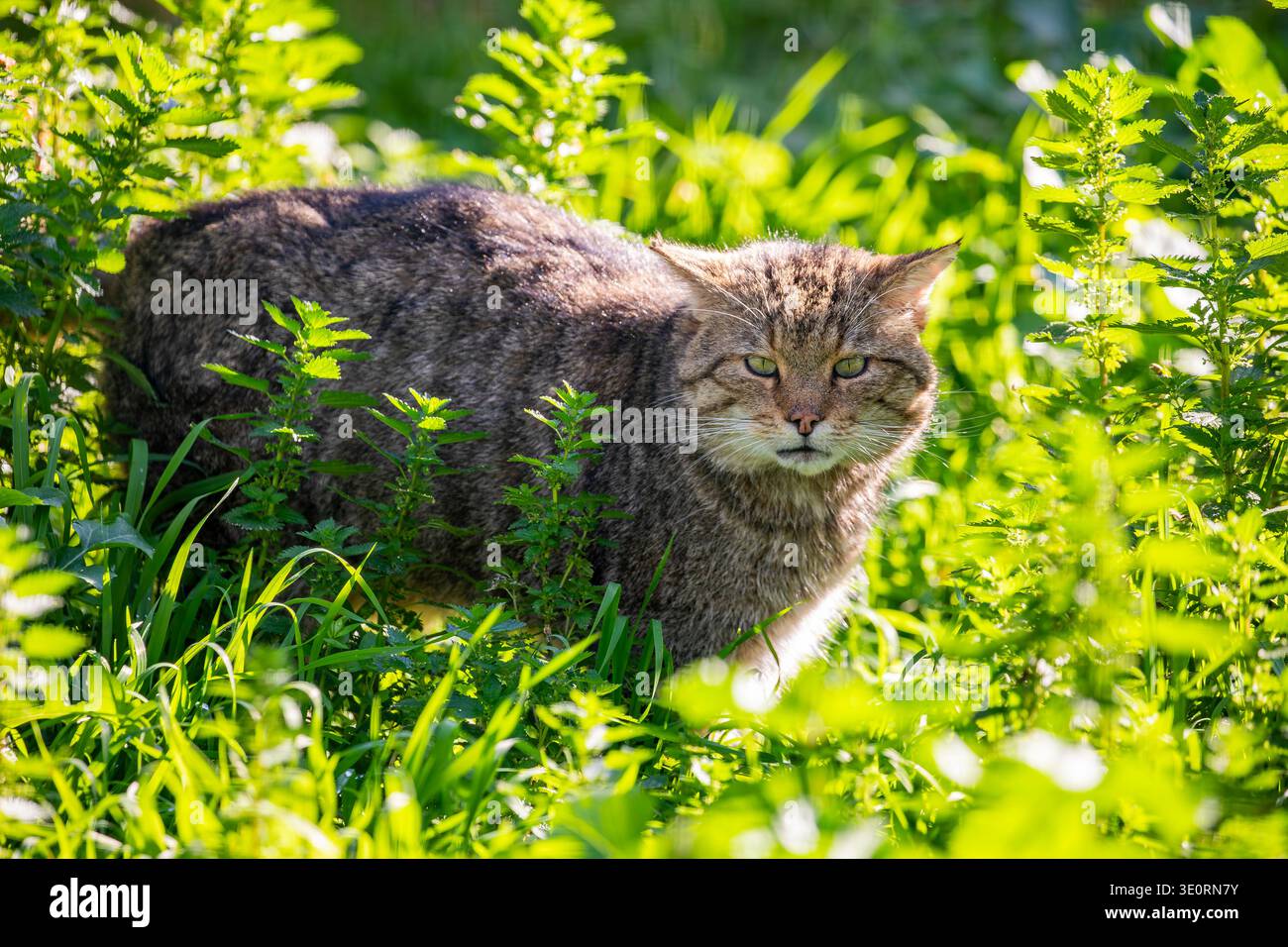 Il gatto selvatico europeo (Felis silvestris) è una piccola specie di gatto selvatico originaria dell'Europa continentale, della Gran Bretagna, dell'Irlanda, della Turchia e del Caucaso. ITS Foto Stock