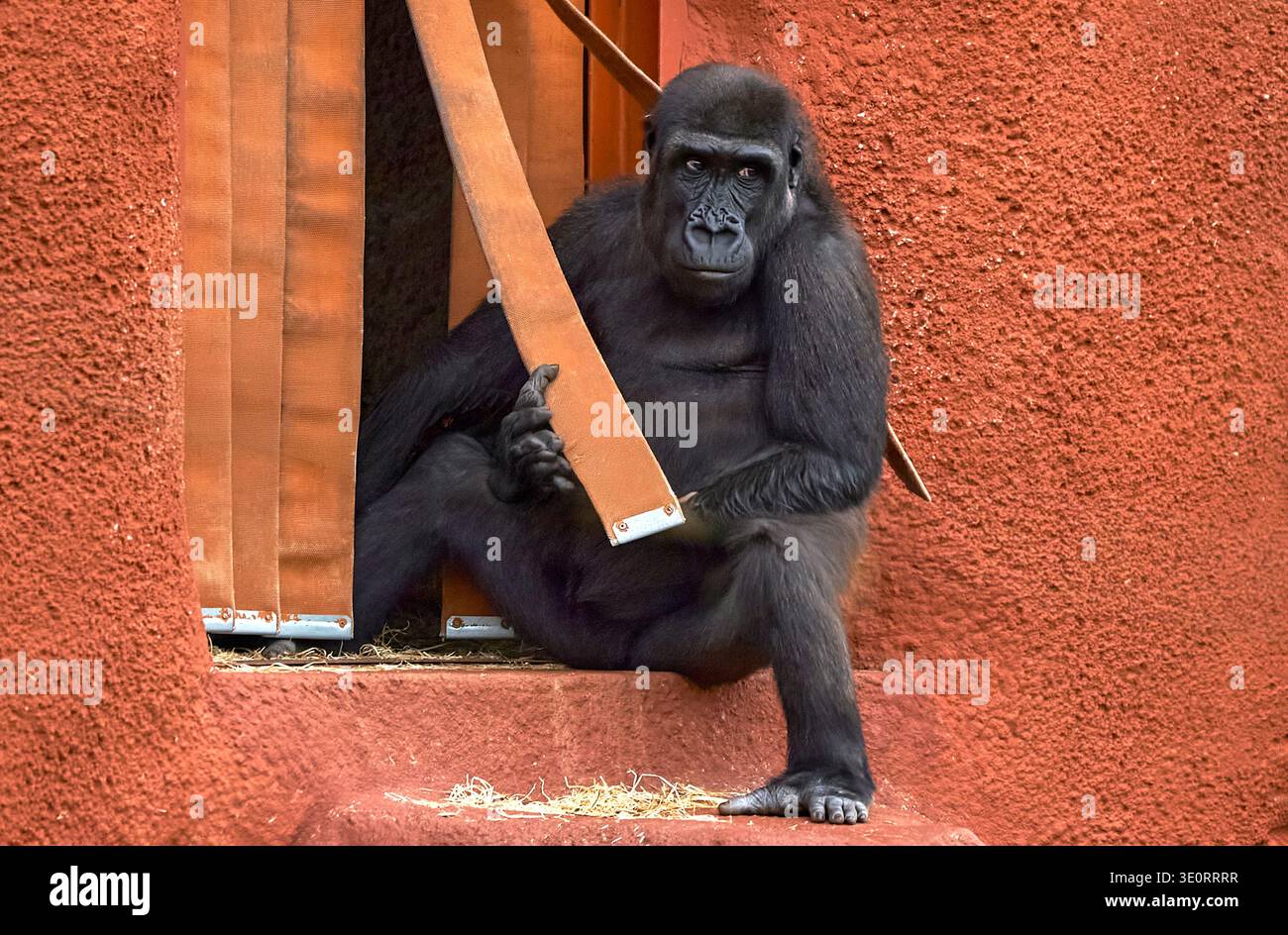 Ritratto di gorilla nello zoo Foto Stock