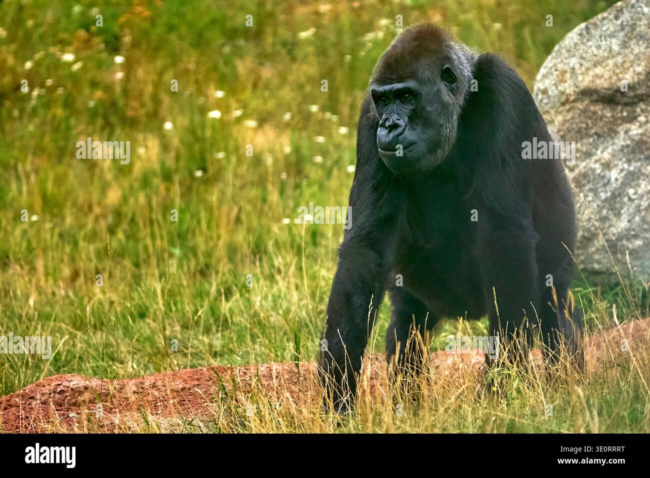 Ritratto di gorilla nello zoo Foto Stock
