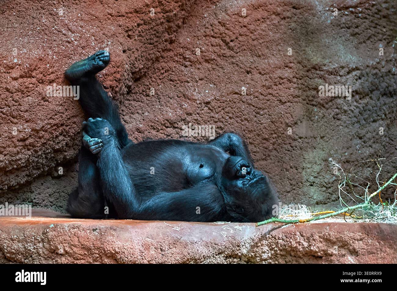 Gorilla riposa nello zoo Foto Stock