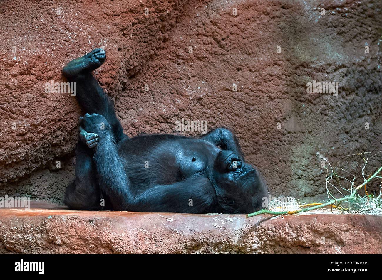Gorilla riposa nello zoo Foto Stock