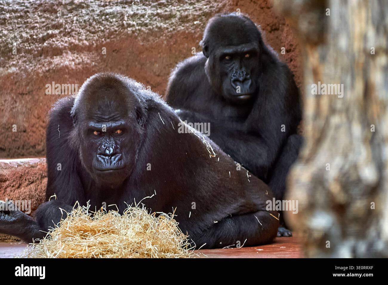 Un paio di spaventosi gorilla nello zoo Foto Stock