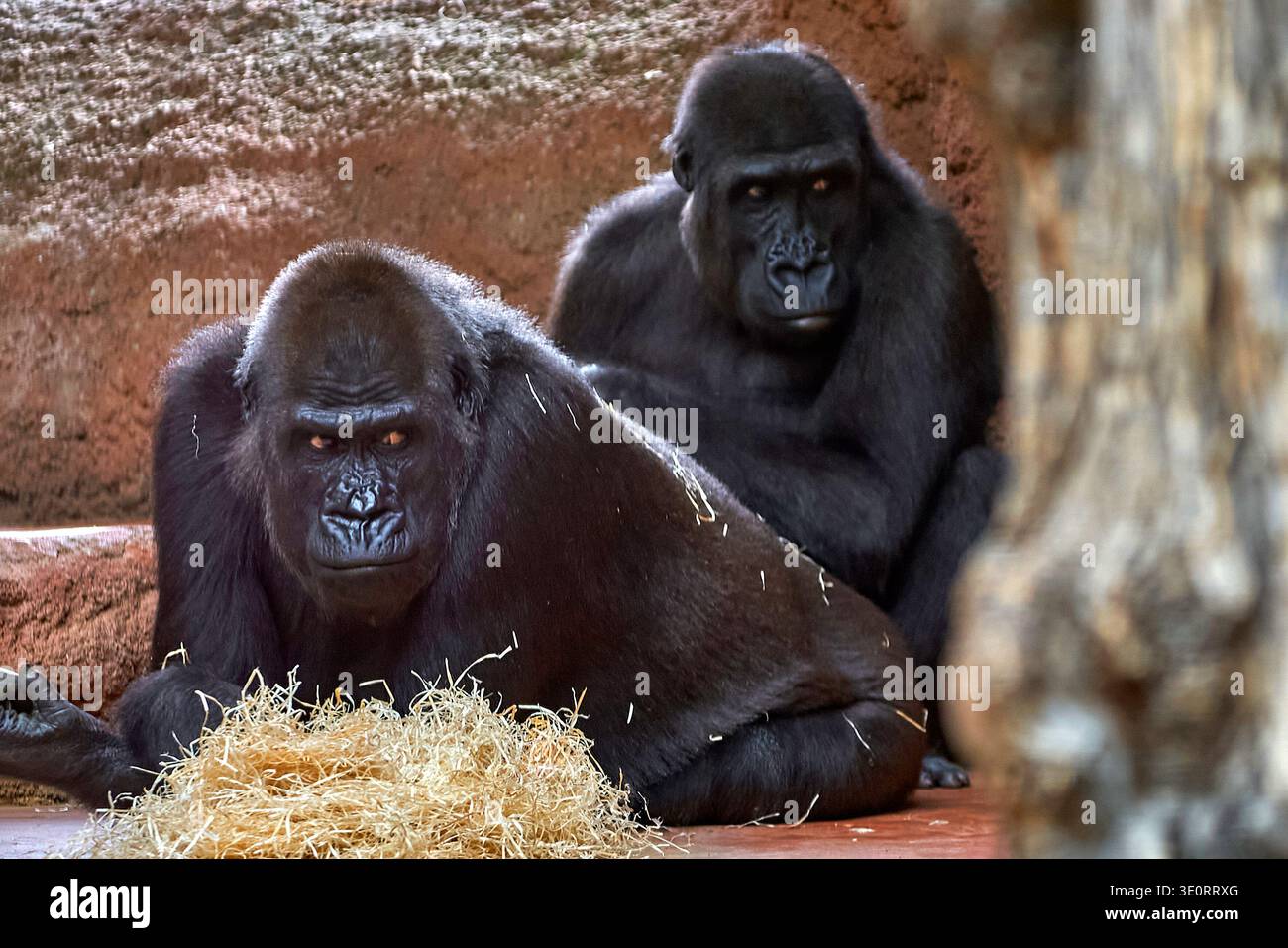 Un paio di spaventosi gorilla nello zoo Foto Stock