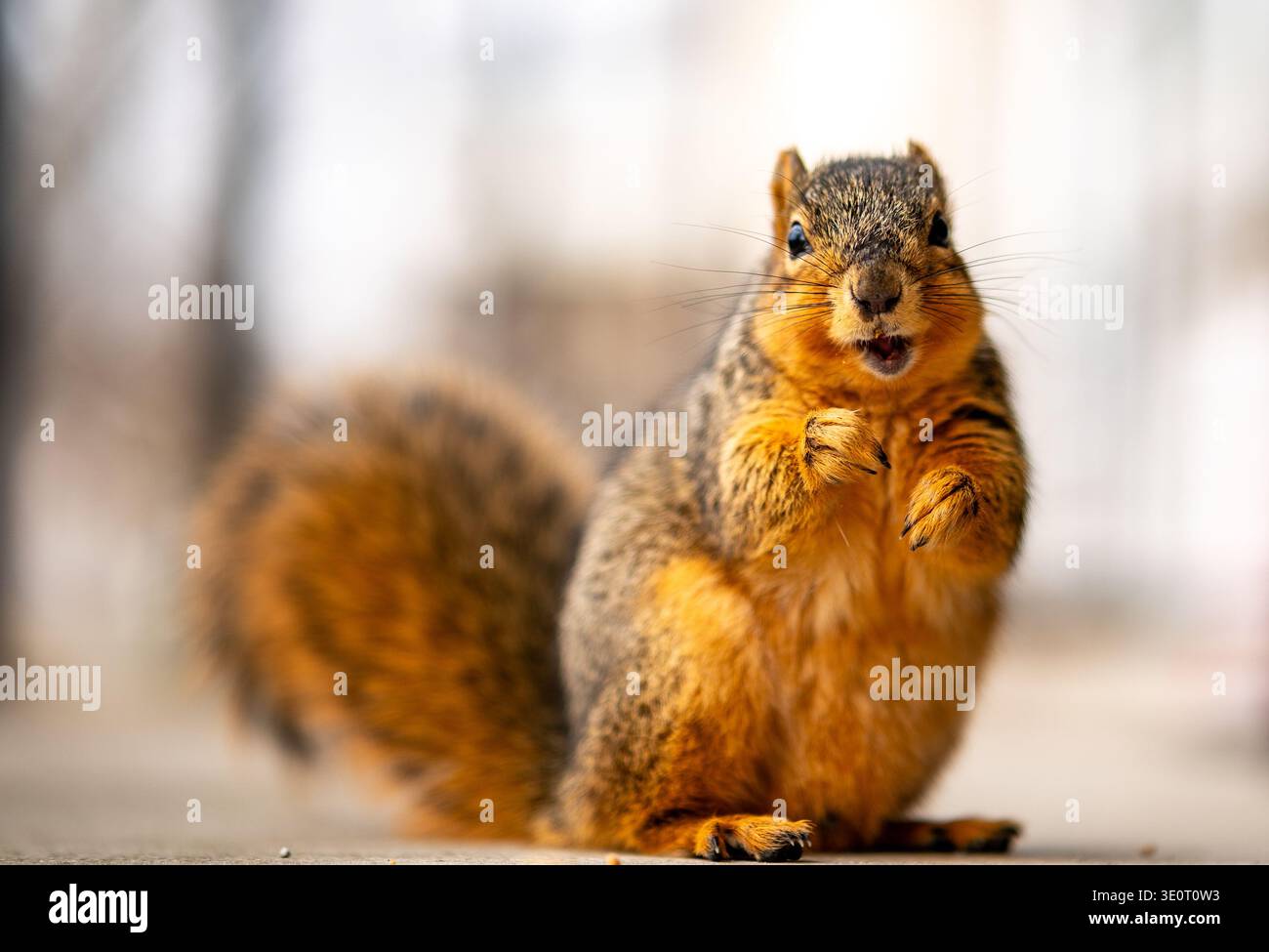 Vista frontale dello scoiattolo di volpe americano (Sciurus niger) dalle gambe seduti con entrambe le zampe in aria e in allerta. Foto Stock