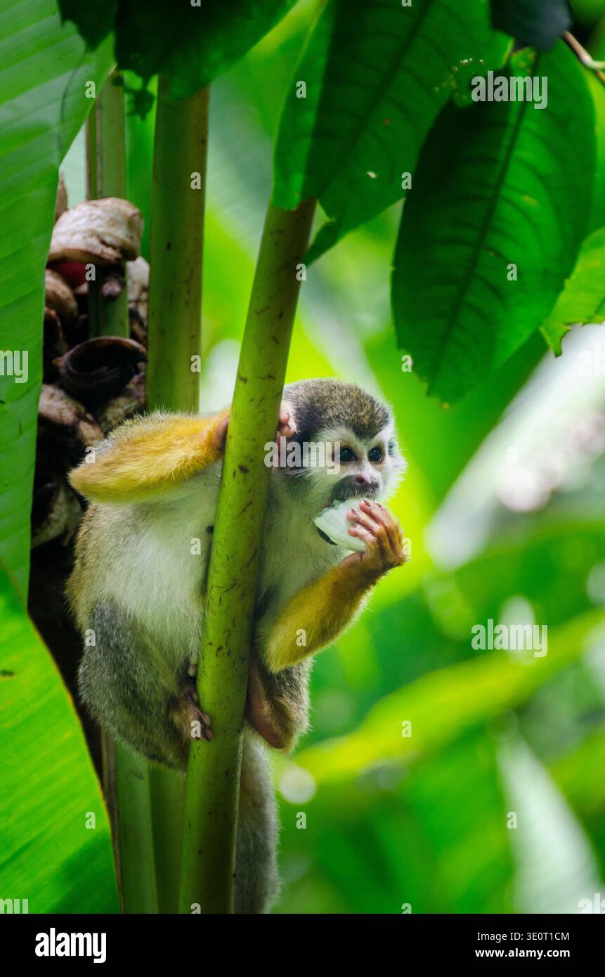 Foto ravvicinata della fauna selvatica di una scimmia scoiattolo arroccata su un albero tropicale mentre mangia frutta. Foto Stock