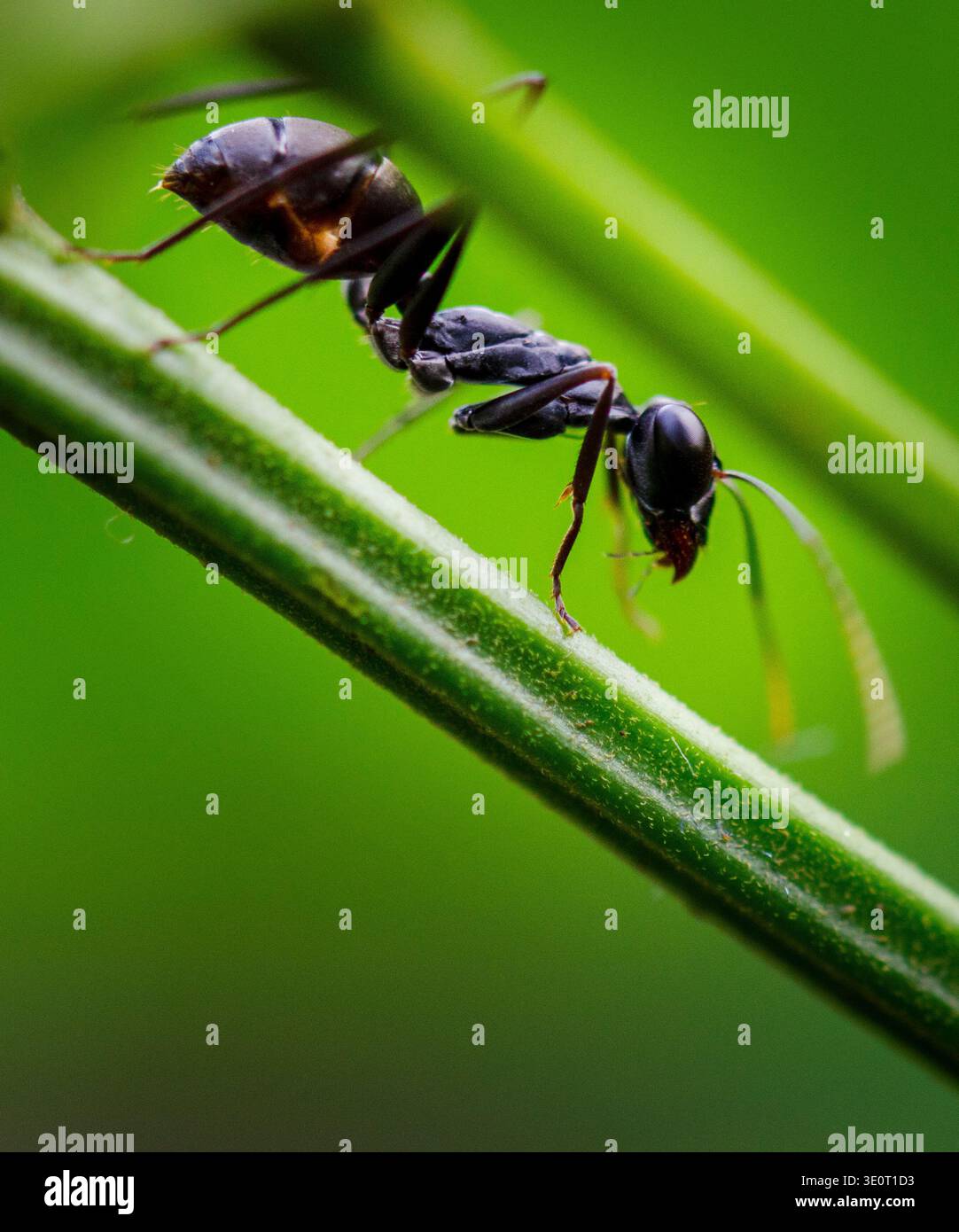 Primo piano macro di una formica che mostra texture e anatomia dettagliate in ambiente naturale. Foto Stock