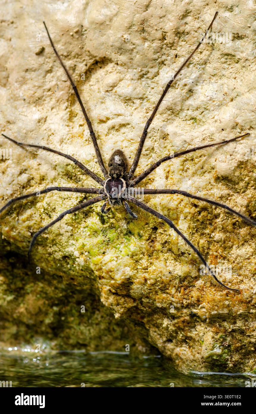 Ragno gigante da pesca (Dolomedes sp.) Sulla roccia accanto al torrente d'acqua dolce nella foresta pluviale tropicale, l'Ecuador, simbolo di pericolo, sopravvivenza e predatori Foto Stock