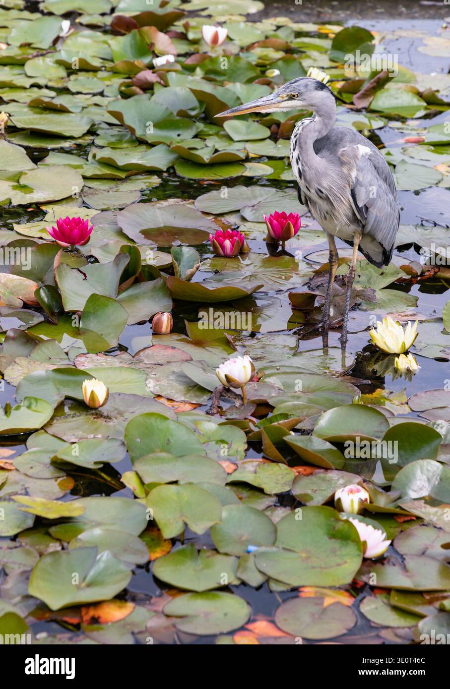Avvolto in un piumaggio di carbone, ardesia e bianco, un Grey Heron (Ardea cinerea) si erge in una veglia tranquilla, il suo collo curvato in una graziosa 'S' contro un nastro Foto Stock