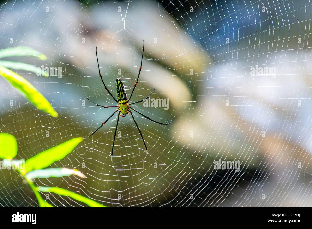 Primo piano di Nephila pilipes ragno sulla sua ragnatela dorata, in attesa di preda. Scena naturale e vivace che mette in evidenza il comportamento dei predatori, intricati modelli Web, a. Foto Stock