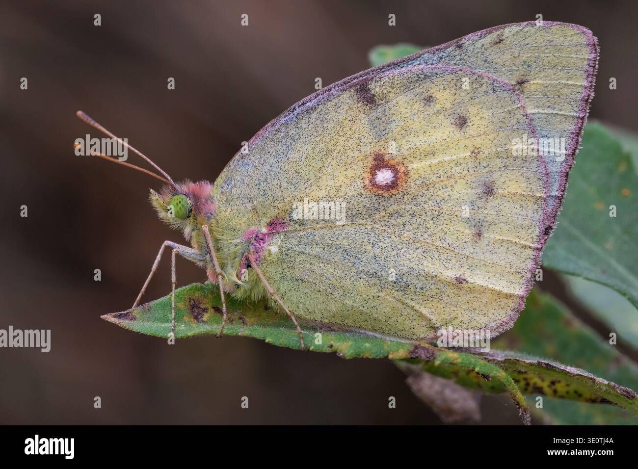 Primo piano di una farfalla di colias zolfo in piedi sulla foglia Foto Stock