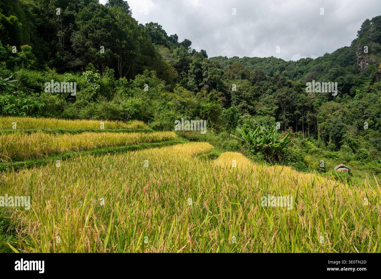 Terrazze di riso lungo il sentiero Pha Dok Siew a Doi Inthanon, Thailandia, circondate da foresta pluviale tropicale. Paesaggio agricolo panoramico che mostra la tradizionale Foto Stock