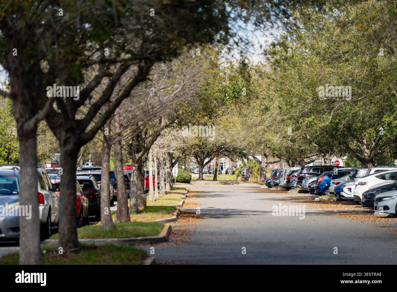 Strada di accesso tranquilla attraverso un'area di parcheggio delimitata da veicoli parcheggiati e alberi ad arco, che mostrano una lunga prospettiva ombreggiata in un ambiente periferico Foto Stock